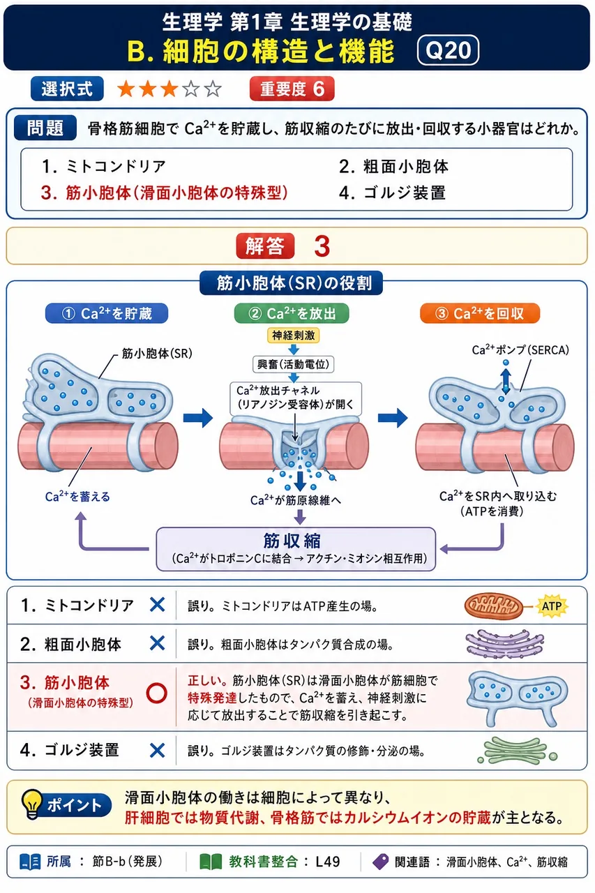 骨格筋細胞でCa²⁺を貯蔵し、筋収縮のたびに放出・回収する小器官はどれか。 解説図