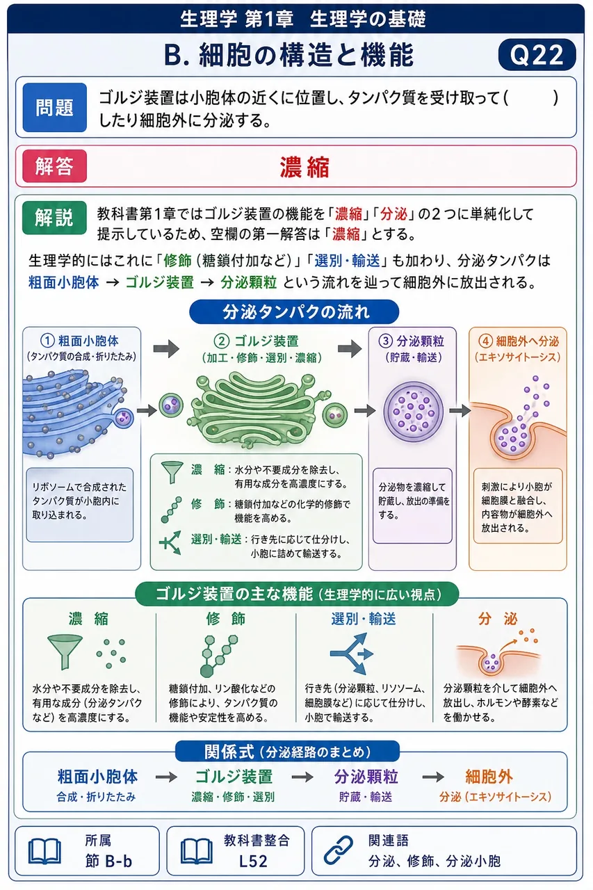 ゴルジ装置は小胞体の近くに位置し、タンパク質を受け取って( )したり細胞外に分泌する。 解説図