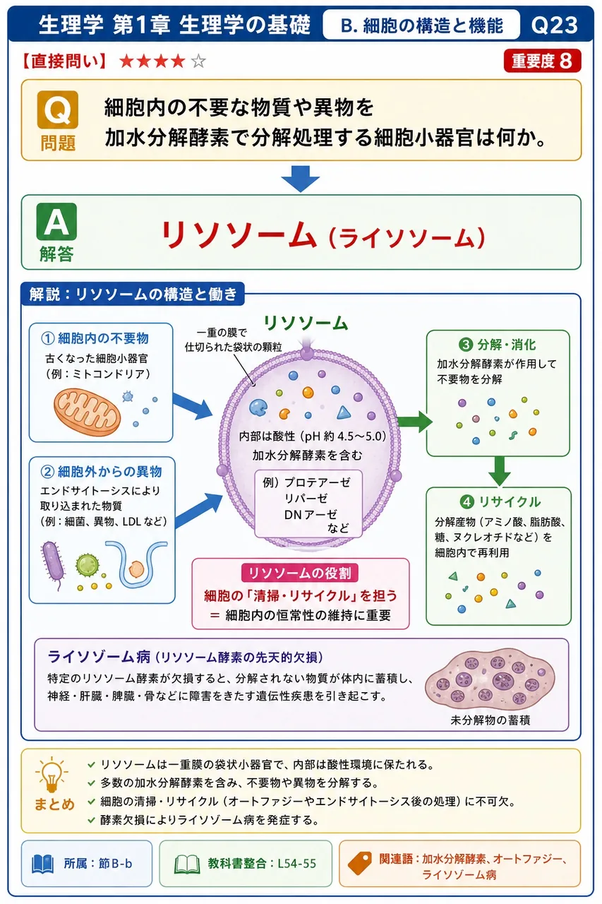 細胞内の不要な物質や異物を加水分解酵素で分解処理する細胞小器官は何か。 解説図