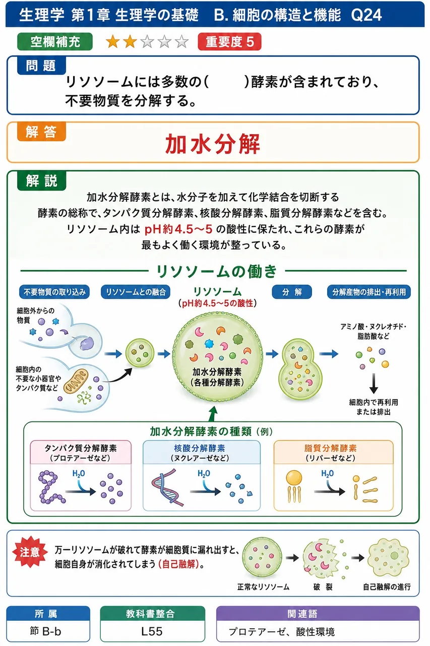 リソソームには多数の( )酵素が含まれており、不要物質を分解する。 解説図