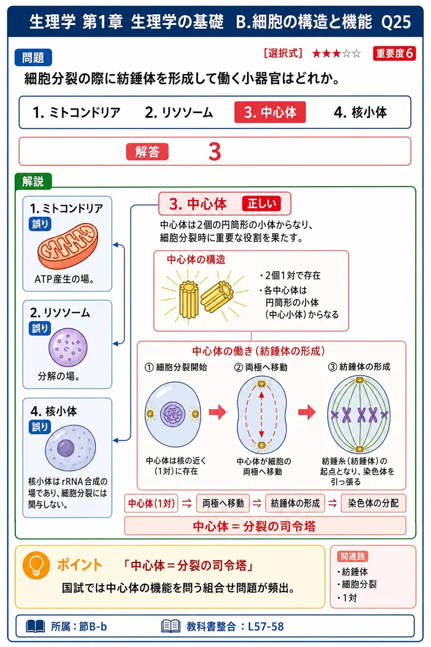 細胞分裂の際に紡錘体を形成して働く小器官はどれか。 解説図