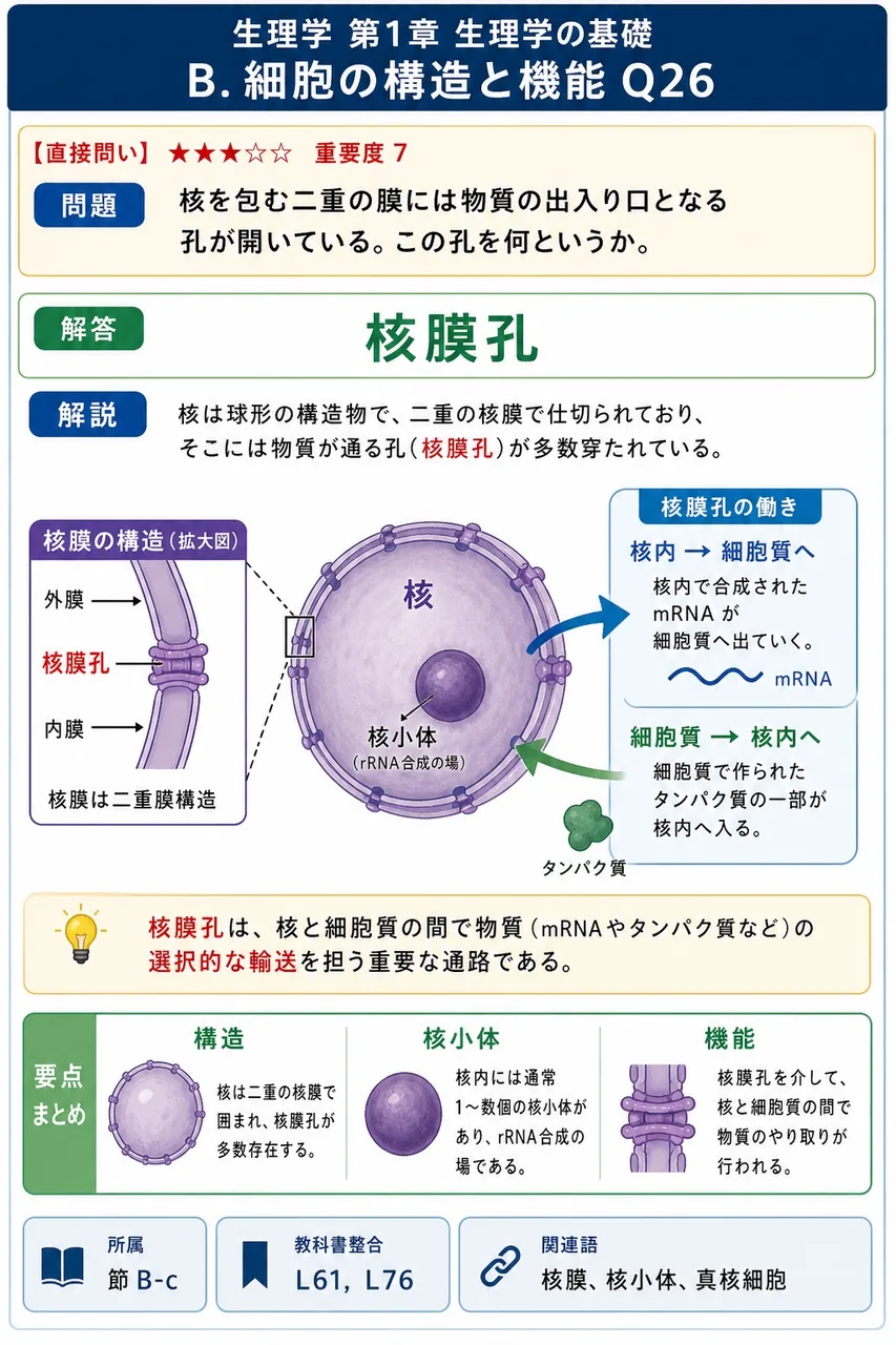 核を包む二重の膜には物質の出入り口となる孔が開いている。この孔を何というか。 解説図