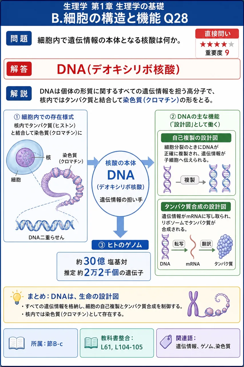 細胞内で遺伝情報の本体となる核酸は何か。 解説図