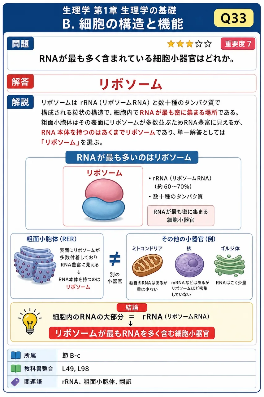 RNAが最も多く含まれている細胞小器官はどれか。 解説図