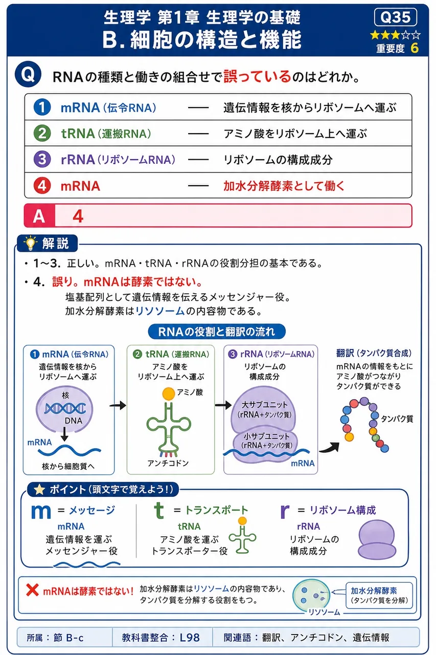 RNAの種類と働きの組合せで**誤っている**のはどれか。 解説図