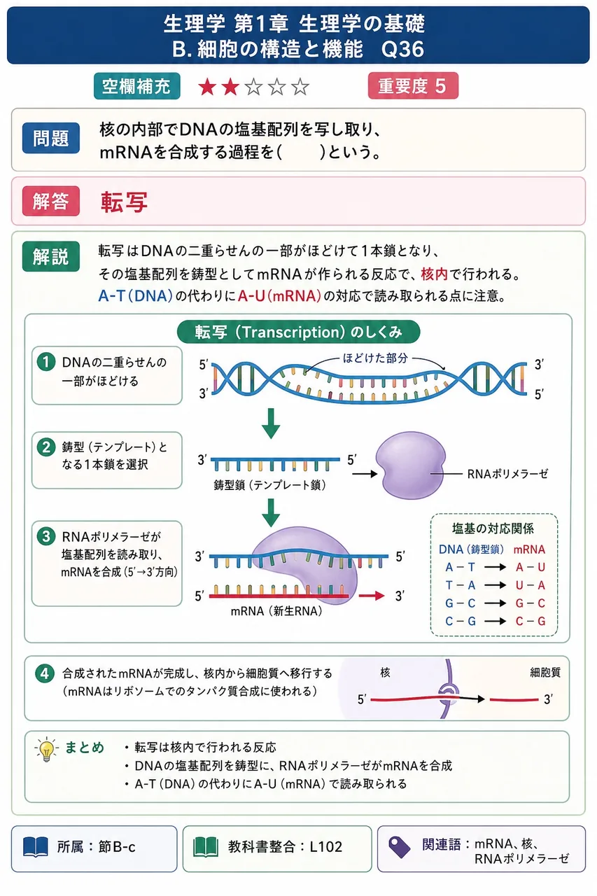 核の内部でDNAの塩基配列を写し取り、mRNAを合成する過程を( )という。 解説図