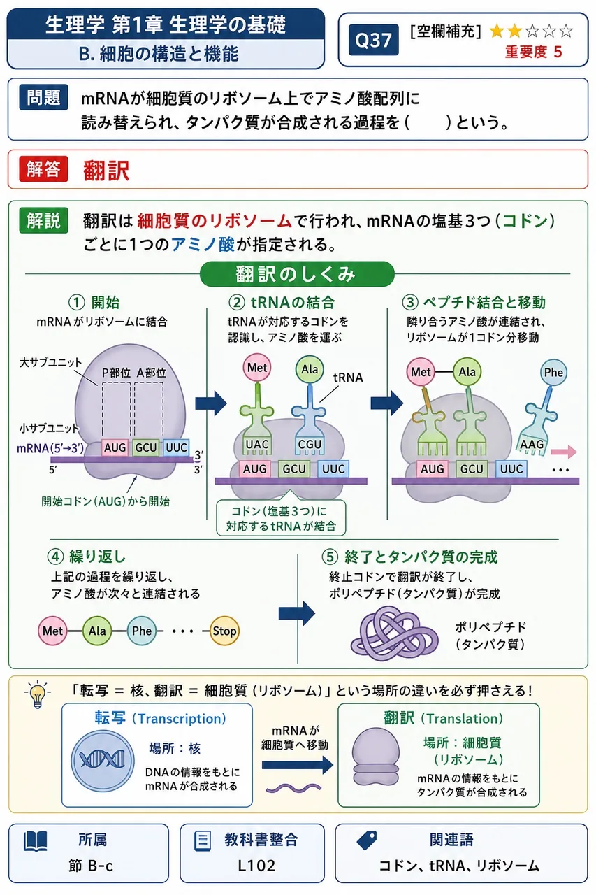 mRNAが細胞質のリボソーム上でアミノ酸配列に読み替えられ、タンパク質が合成される過程を( )という。 解説図