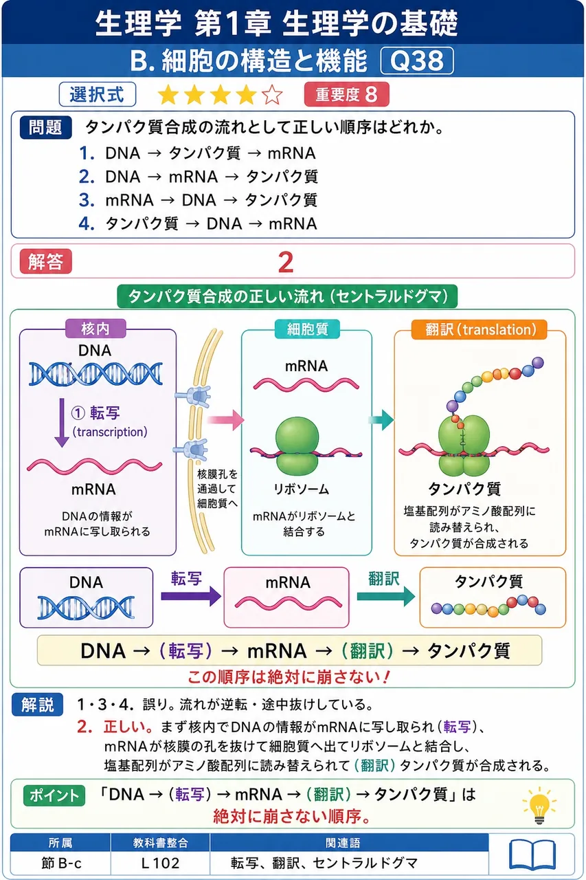 タンパク質合成の流れとして正しい順序はどれか。 解説図