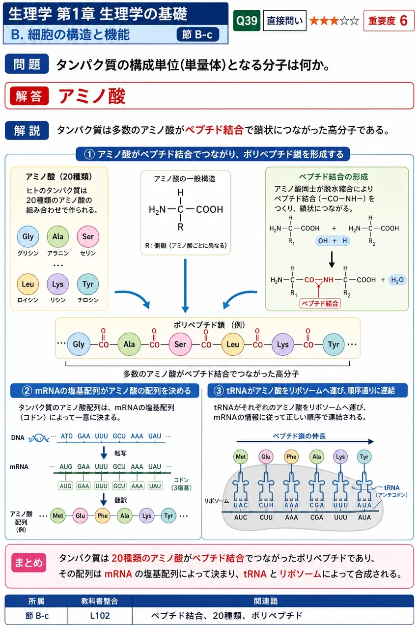 タンパク質の構成単位(単量体)となる分子は何か。 解説図