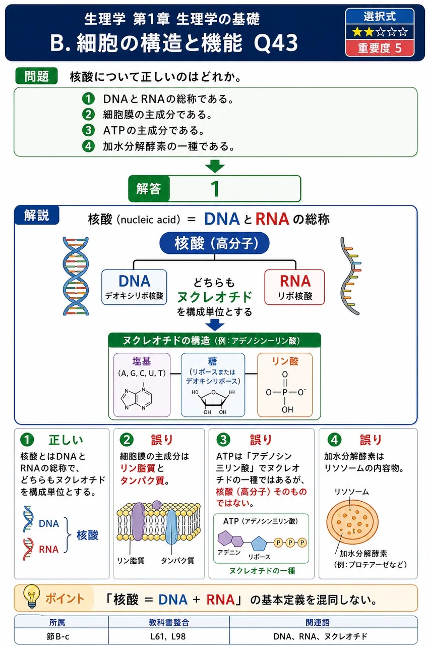 核酸について正しいのはどれか。 解説図