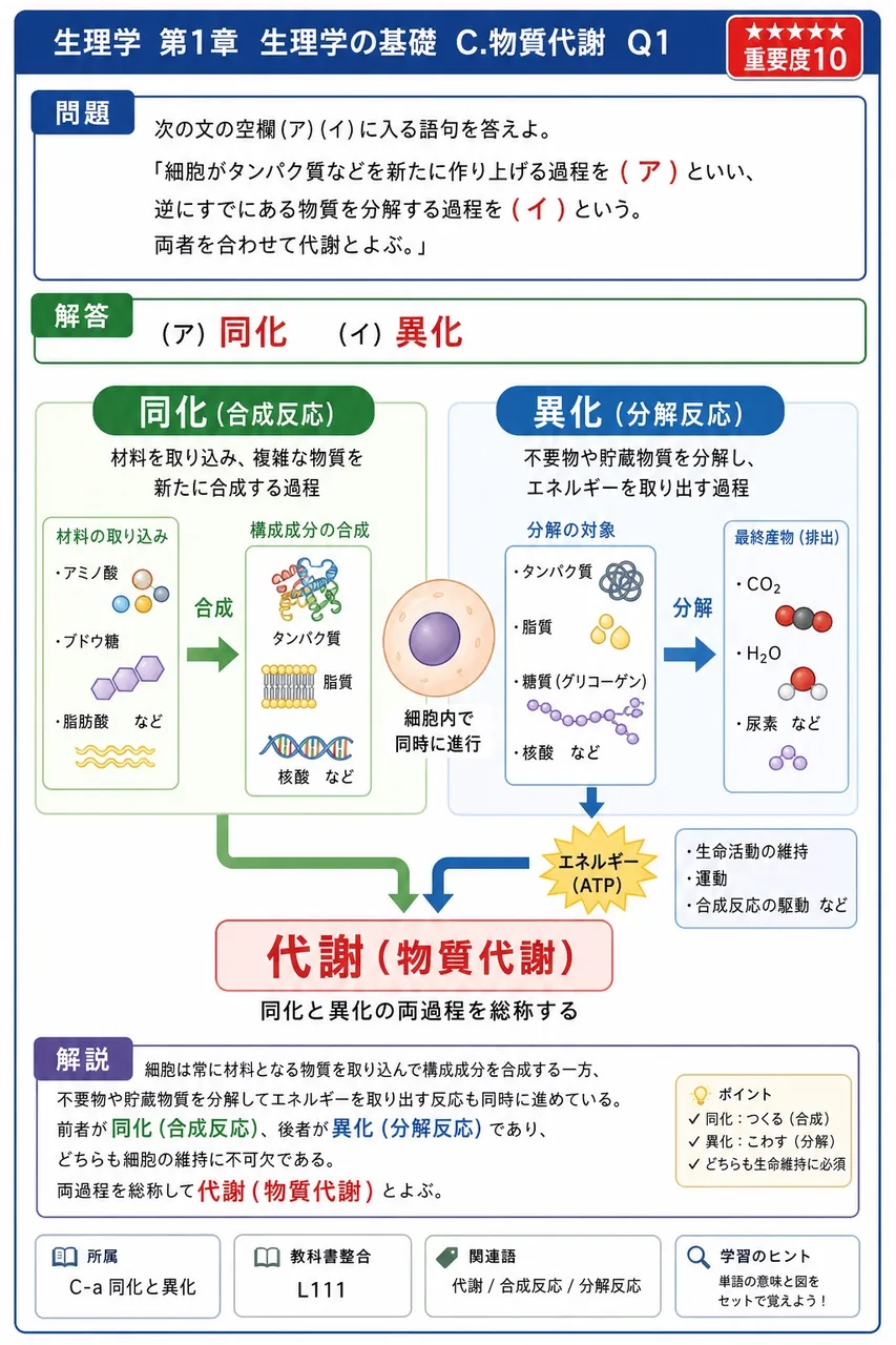 次の文の空欄(ア)(イ)に入る語句を答えよ。 「細胞がタンパク質などを新たに作り上げる過程を ( ア ) といい、逆にすでにある物質を分解する過程を ( イ ) という。両者を合わせて代謝とよぶ。」 解説図