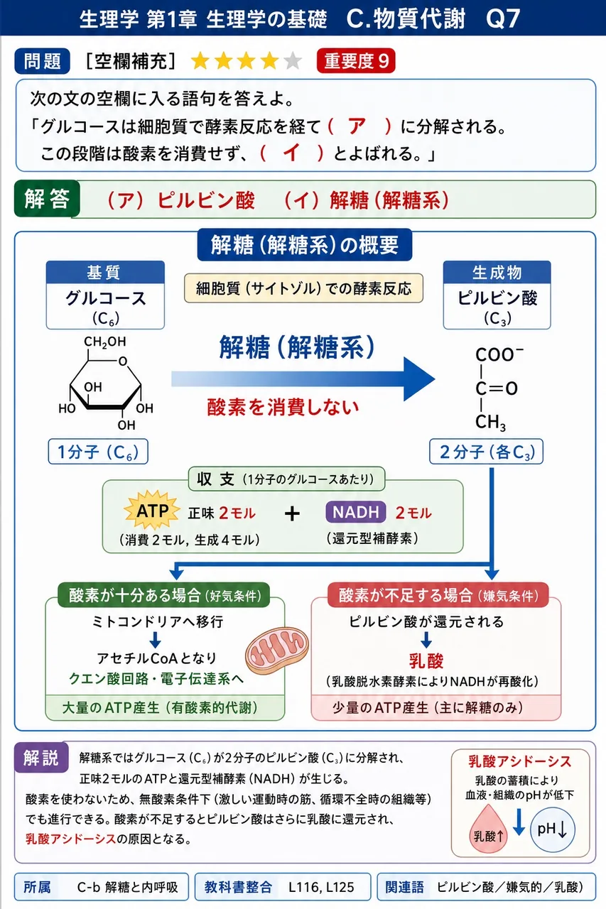 次の文の空欄に入る語句を答えよ。 「グルコースは細胞質で酵素反応を経て ( ア ) に分解される。この段階は酸素を消費せず、( イ ) とよばれる。」 解説図