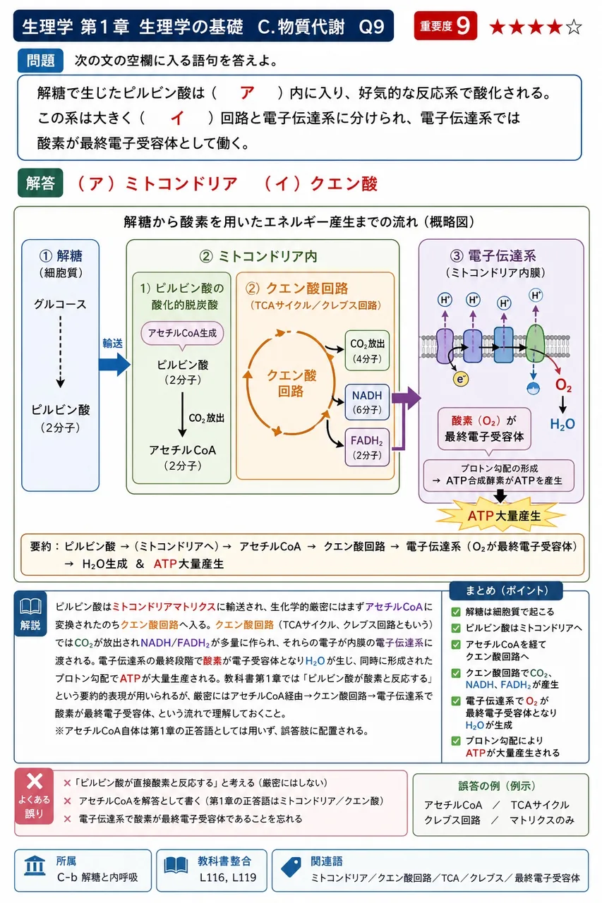 次の文の空欄に入る語句を答えよ。 「解糖で生じたピルビン酸は ( ア ) 内に入り、好気的な反応系で酸化される。この系は大きく ( イ ) 回路と電子伝達系に分けられ、電子伝達系では酸素が最終電子受容体として働く。」 解説図