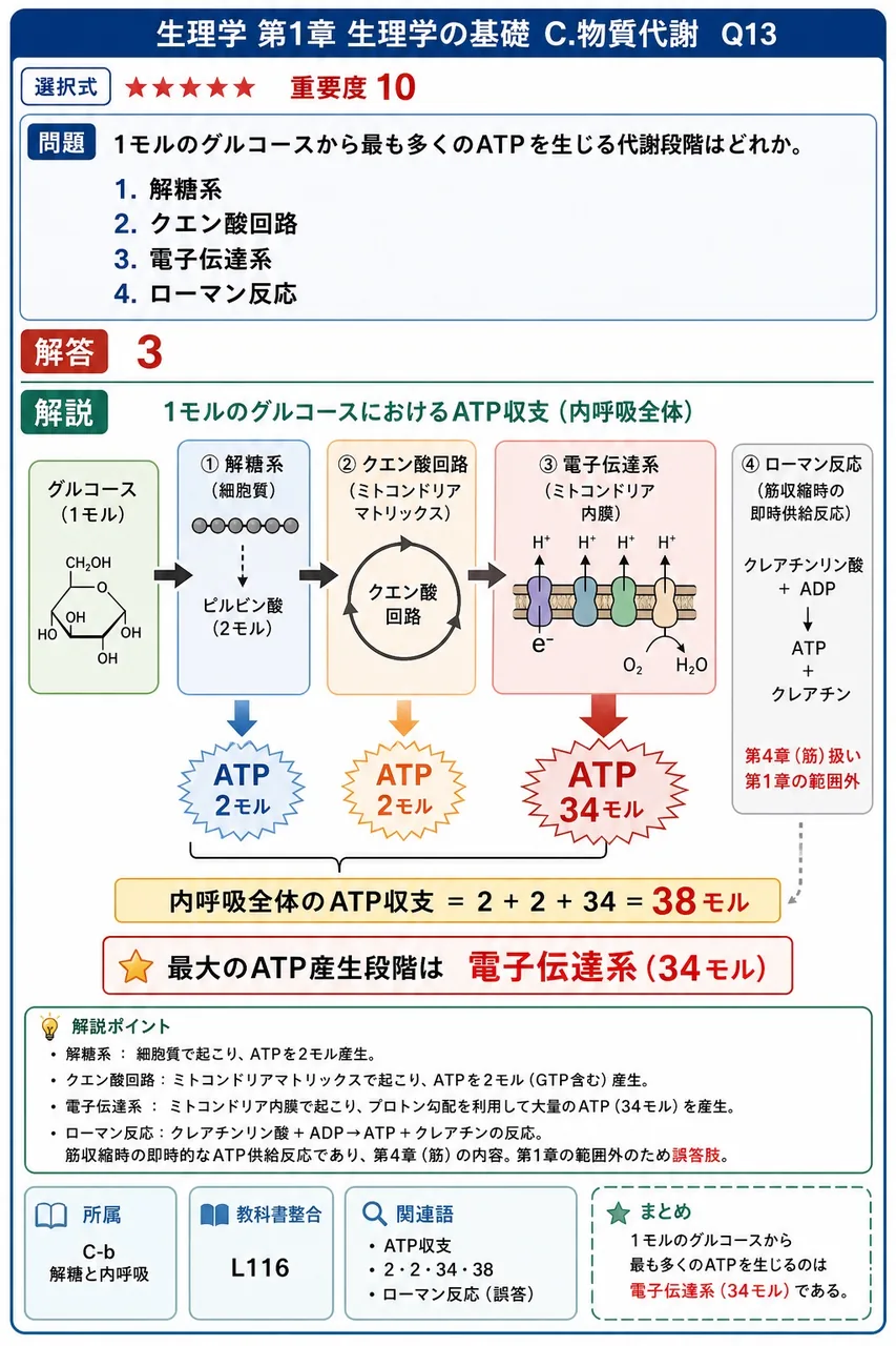 1モルのグルコースから最も多くのATPを生じる代謝段階はどれか。 解説図
