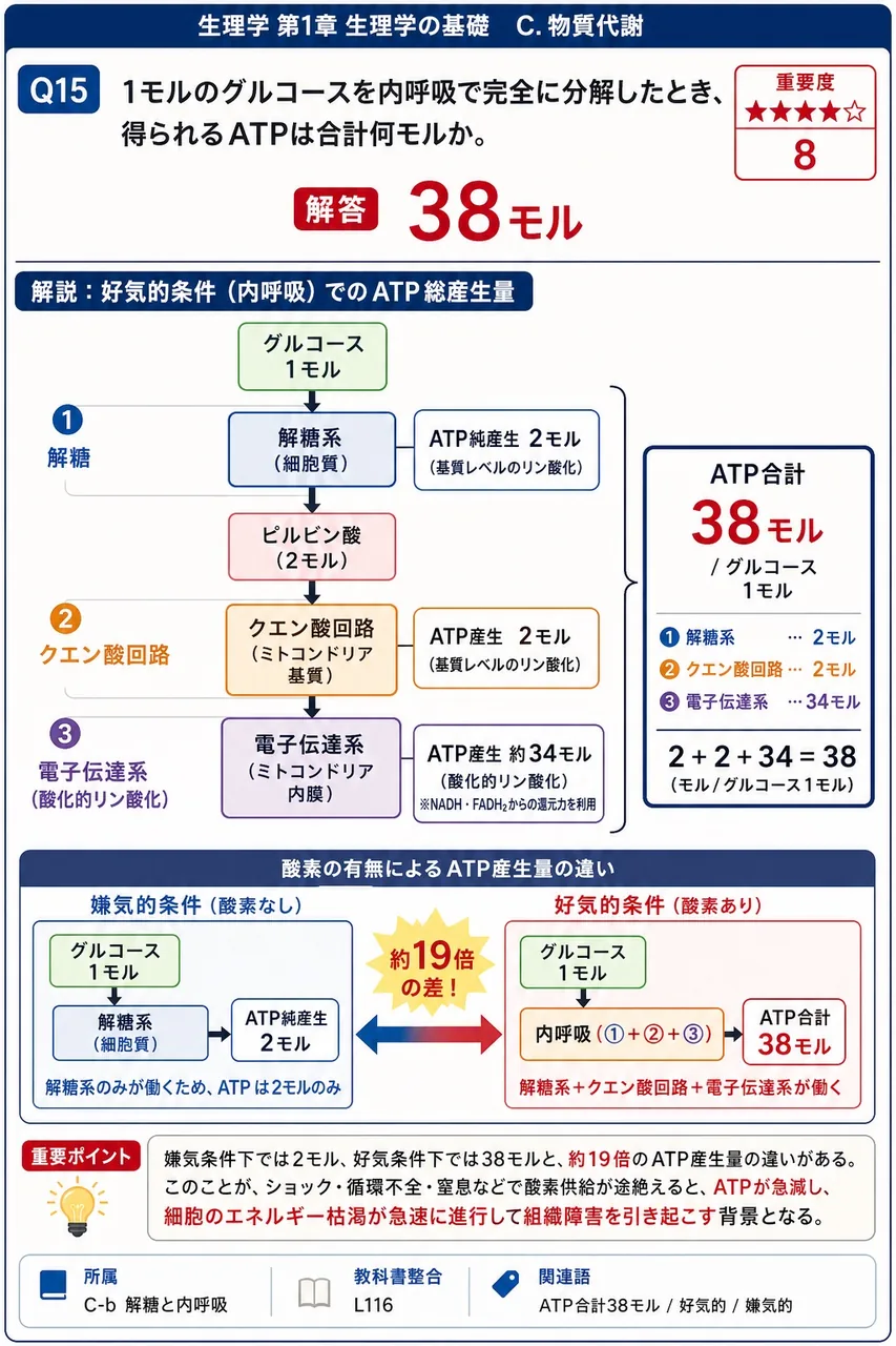 1モルのグルコースを内呼吸で完全に分解したとき、得られるATPは合計何モルか。 解説図