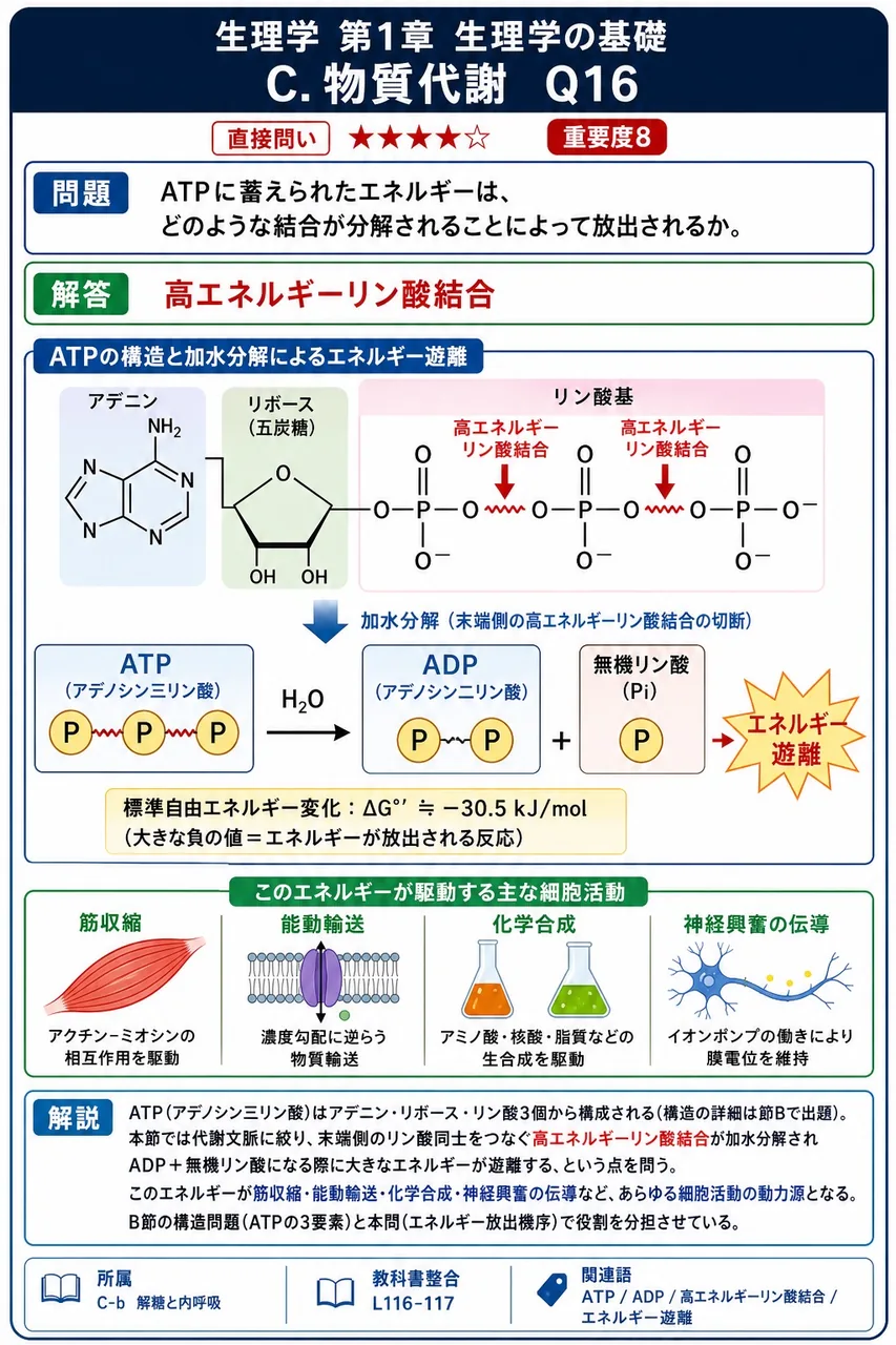 ATPに蓄えられたエネルギーは、どのような結合が分解されることによって放出されるか。 解説図