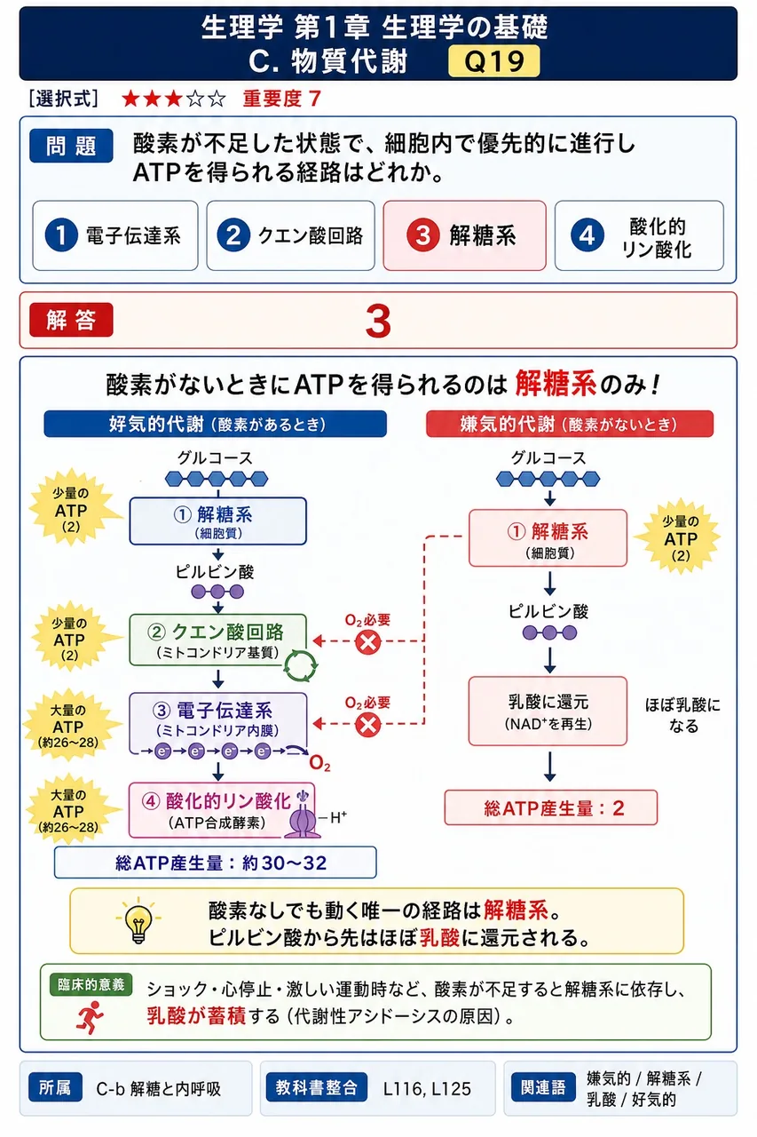 酸素が不足した状態で、細胞内で優先的に進行しATPを得られる経路はどれか。 解説図