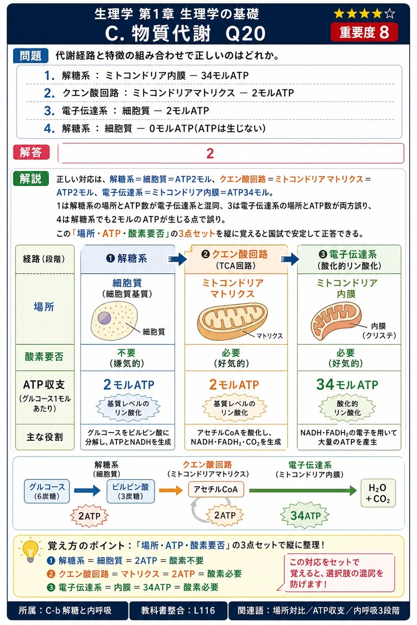 代謝経路と特徴の組み合わせで正しいのはどれか。 解説図