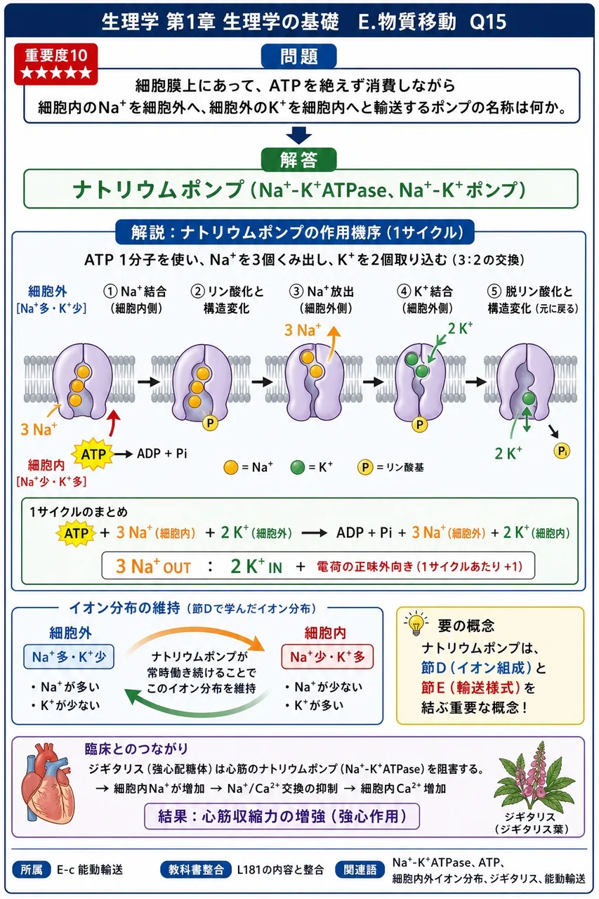 細胞膜上にあって、ATPを絶えず消費しながら細胞内のNa⁺を細胞外へ、細胞外のK⁺を細胞内へと輸送するポンプの名称は何か。 解説図