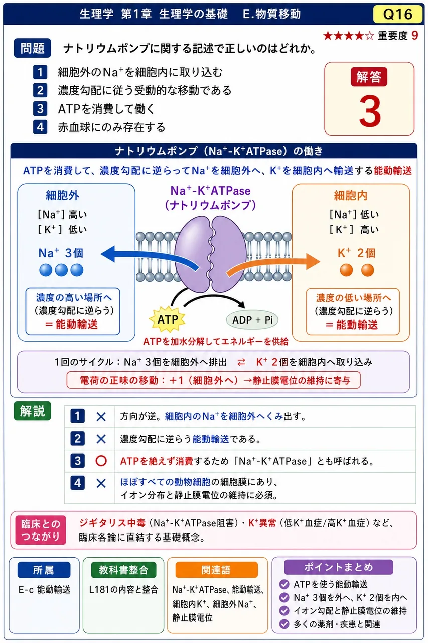 ナトリウムポンプに関する記述で正しいのはどれか。 解説図