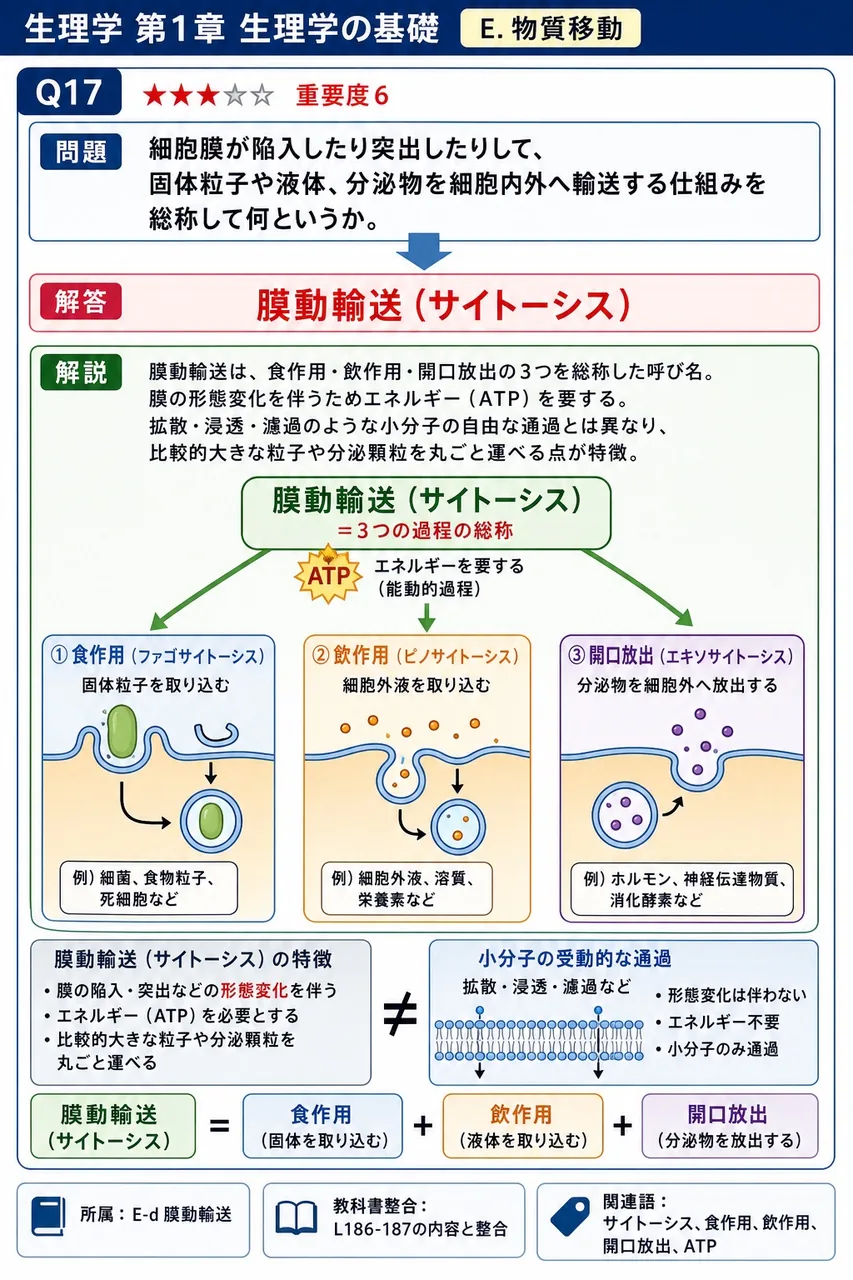 細胞膜が陥入したり突出したりして、固体粒子や液体、分泌物を細胞内外へ輸送する仕組みを総称して何というか。 解説図