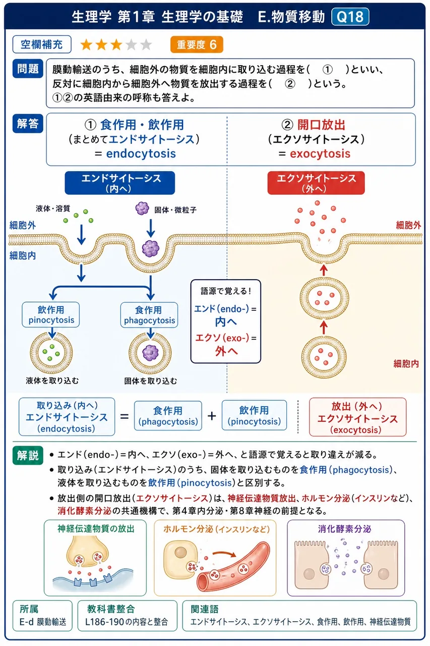 膜動輸送のうち、細胞外の物質を細胞内に取り込む過程を( ① )といい、反対に細胞内から細胞外へ物質を放出する過程を( ② )という。①②の英語由来の呼称も答えよ。 解説図