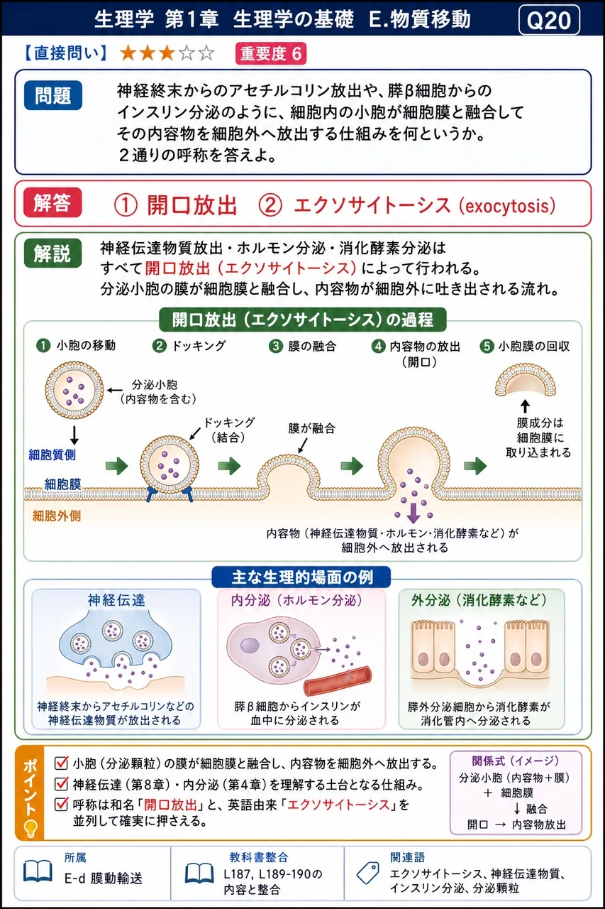 神経終末からのアセチルコリン放出や、膵β細胞からのインスリン分泌のように、細胞内の小胞が細胞膜と融合してその内容物を細胞外へ放出する仕組みを何というか。2通りの呼称を答えよ。 解説図