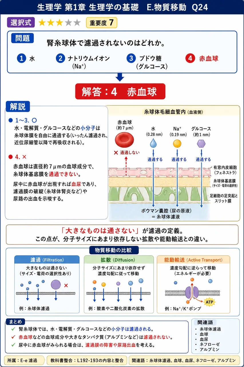 腎糸球体で濾過されないのはどれか。 解説図