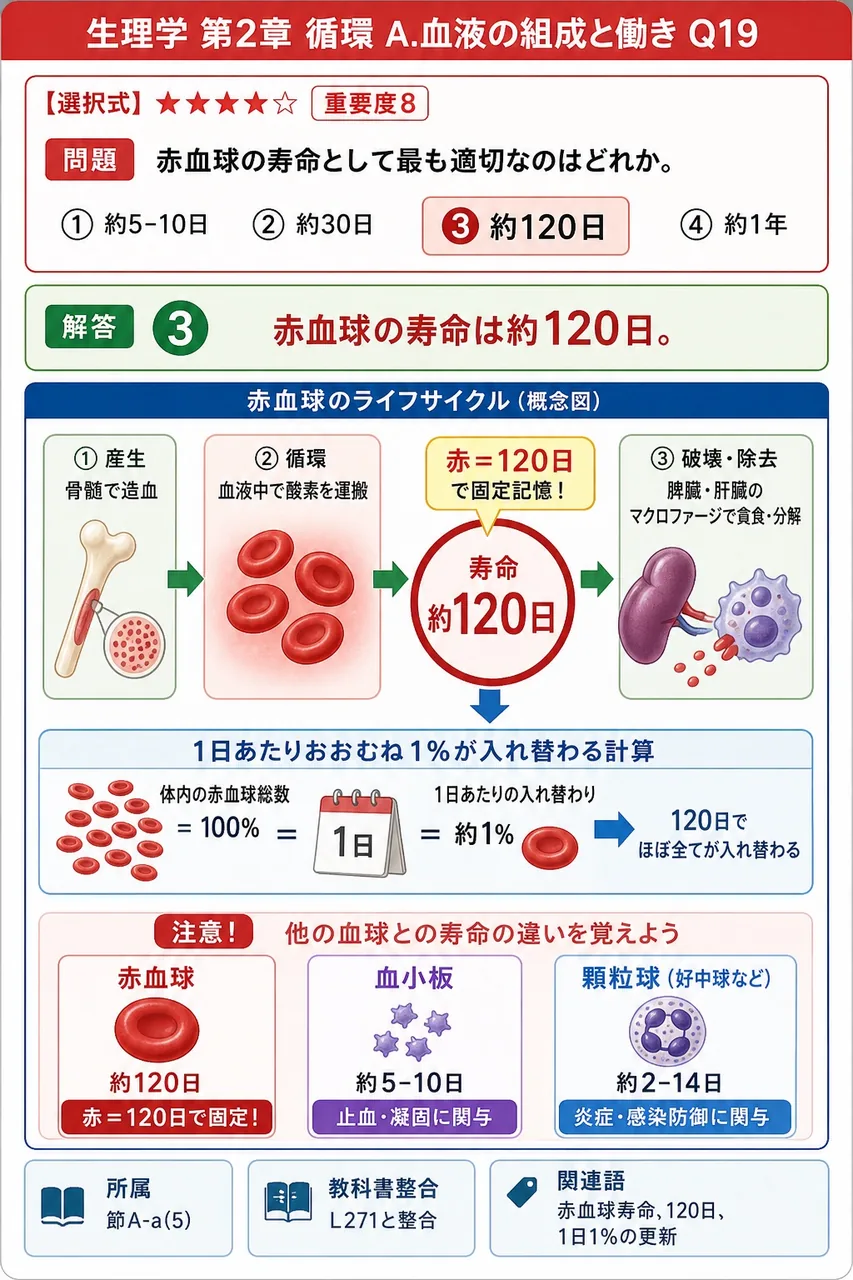 赤血球の寿命として最も適切なのはどれか。 解説図