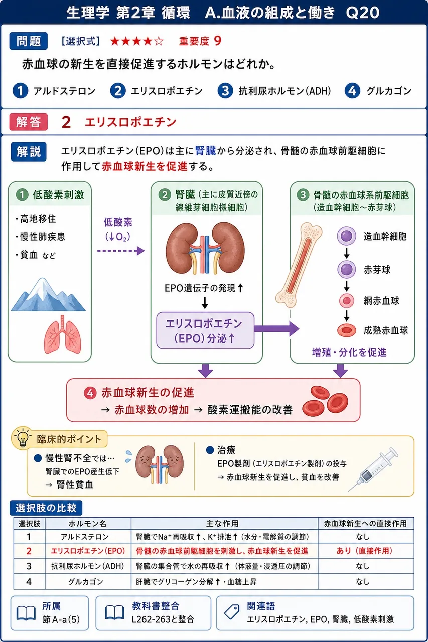 赤血球の新生を直接促進するホルモンはどれか。 解説図