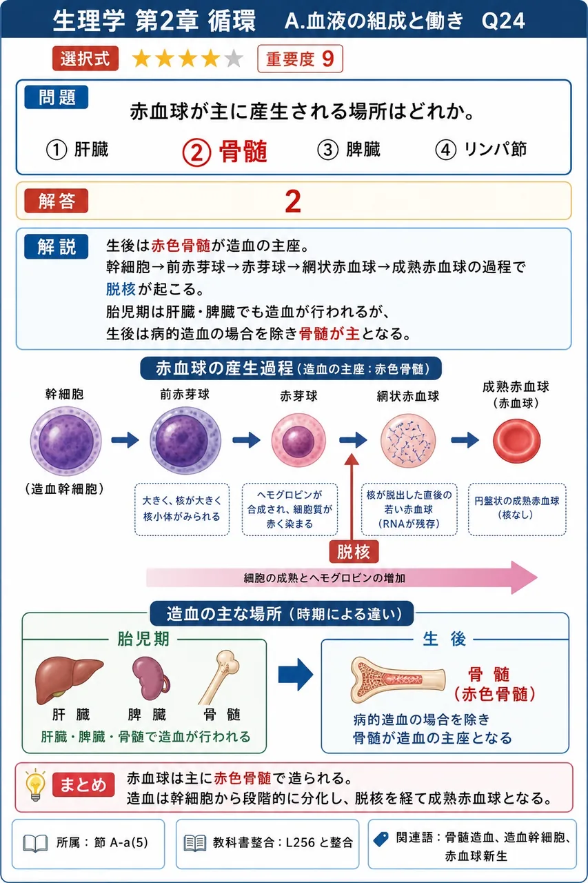赤血球が主に産生される場所はどれか。 解説図