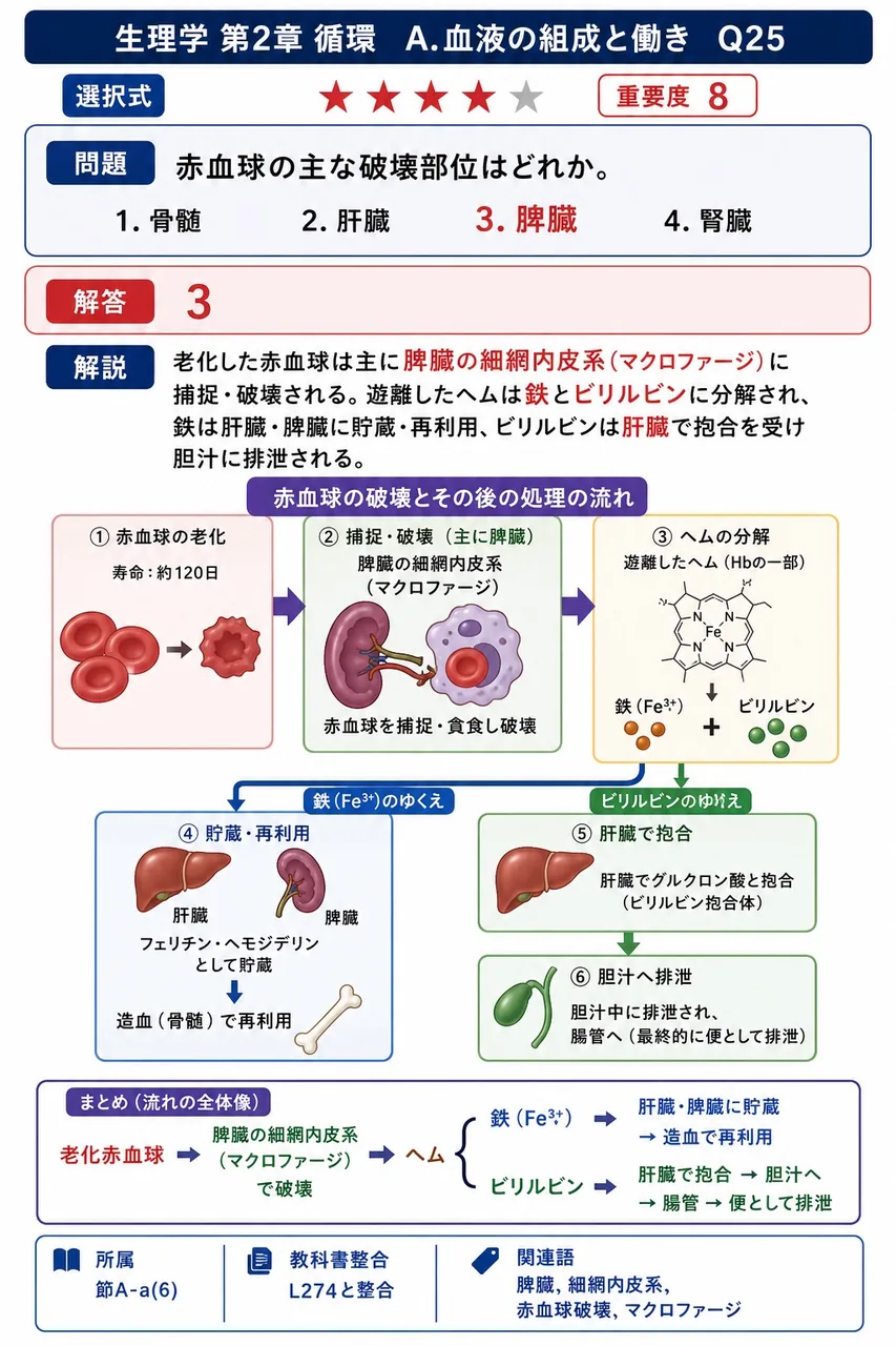 赤血球の主な破壊部位はどれか。 解説図