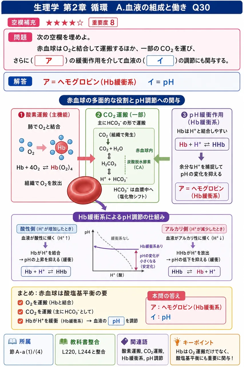 次の空欄を埋めよ。 「赤血球はO₂と結合して運搬するほか、一部のCO₂を運び、さらに( ア )の緩衝作用を介して血液の( イ )の調節にも関与する。」 解説図