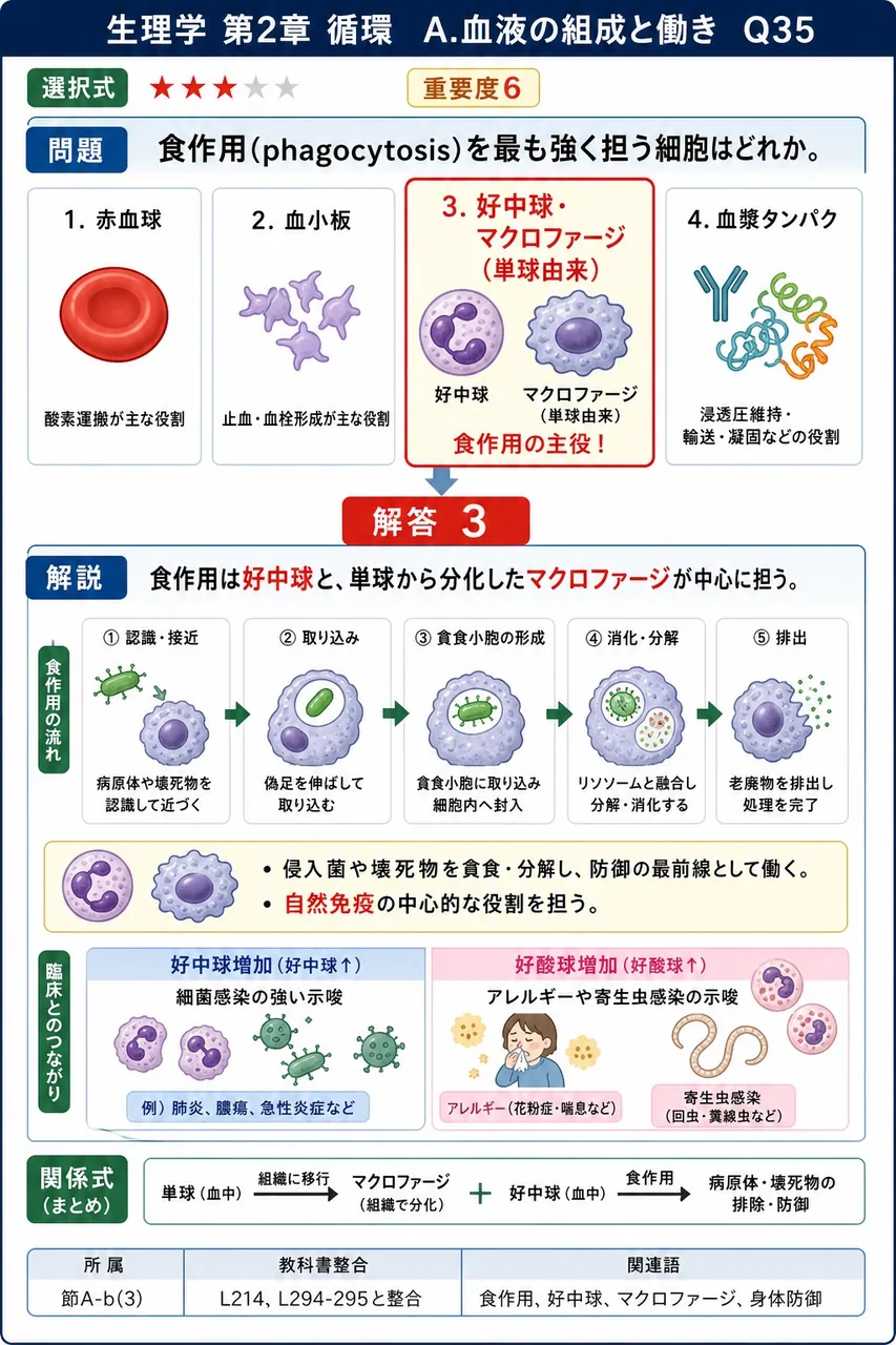 食作用(phagocytosis)を最も強く担う細胞はどれか。 解説図