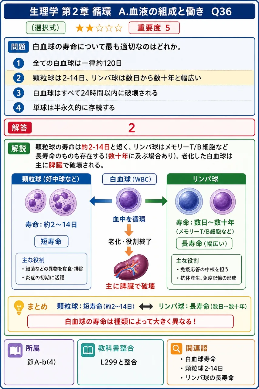 白血球の寿命について最も適切なのはどれか。 解説図