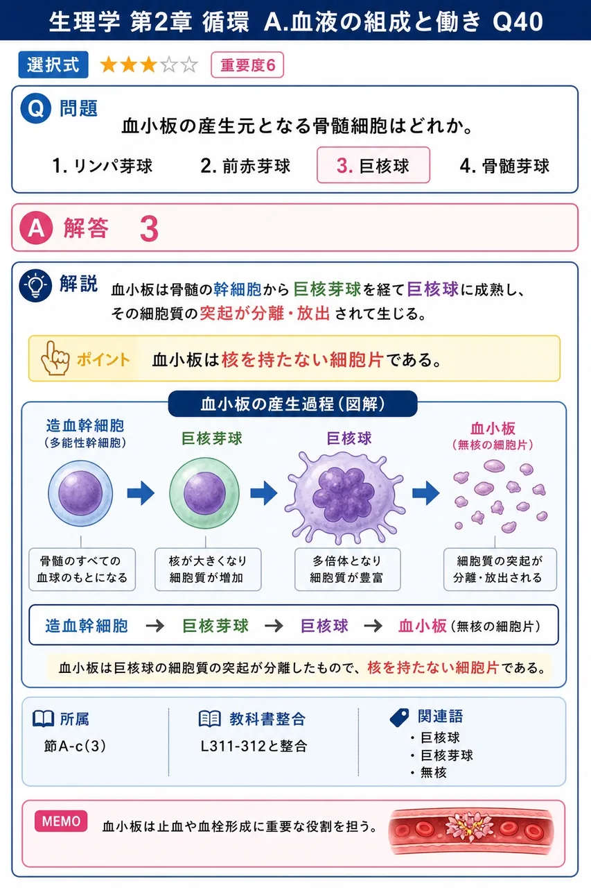 血小板の産生元となる骨髄細胞はどれか。 解説図