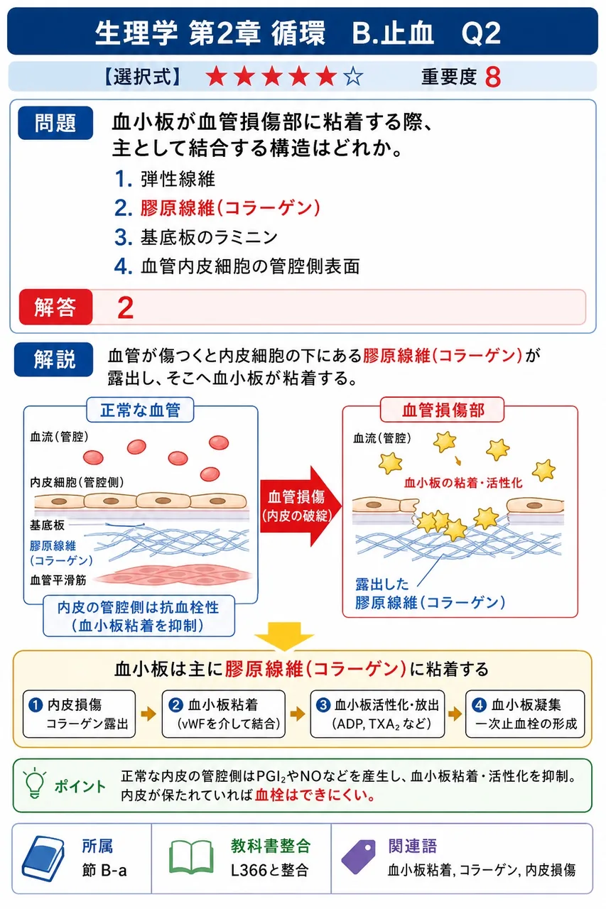 血小板が血管損傷部に粘着する際、主として結合する構造はどれか。 解説図