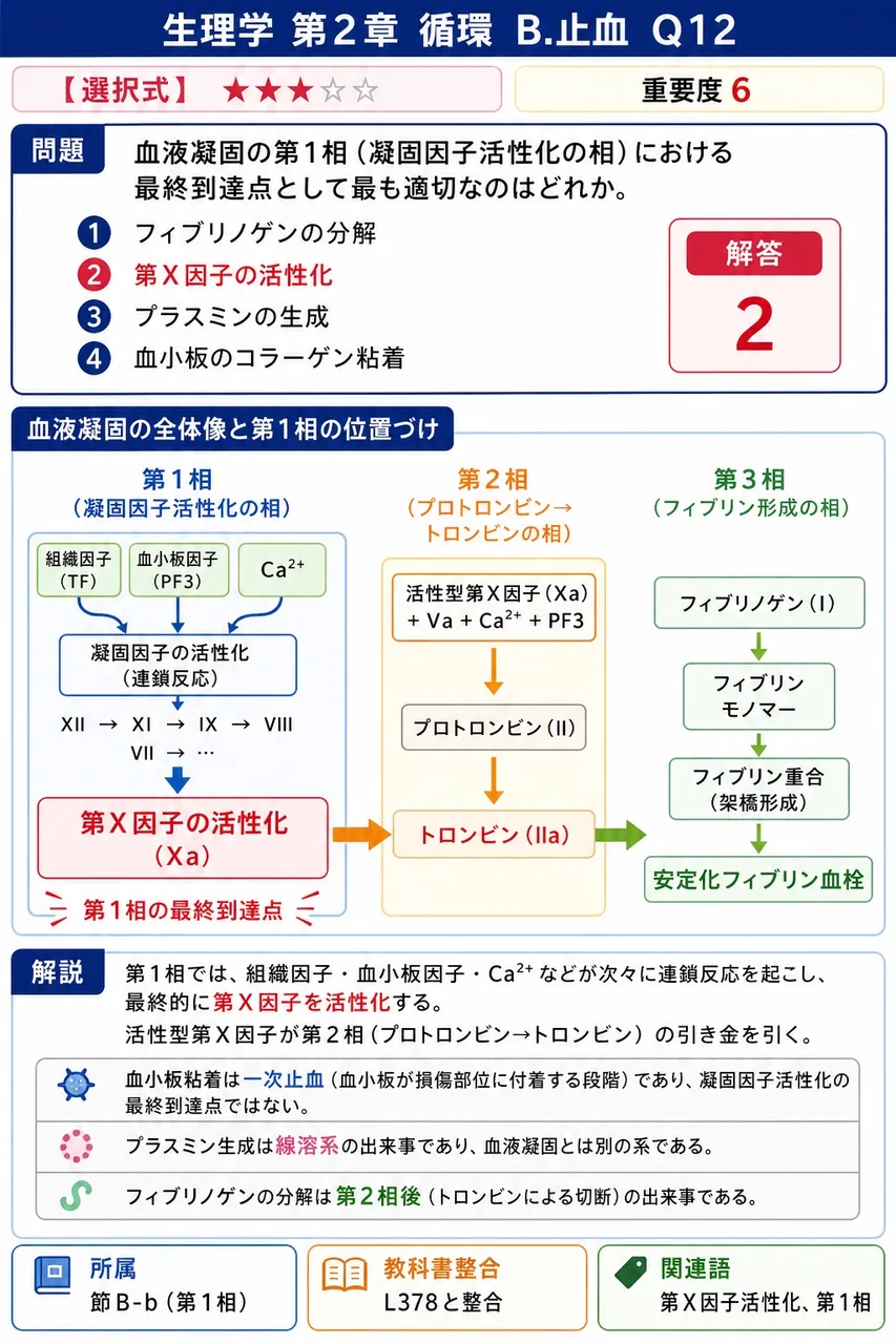 血液凝固の第1相(凝固因子活性化の相)における最終到達点として最も適切なのはどれか。 解説図