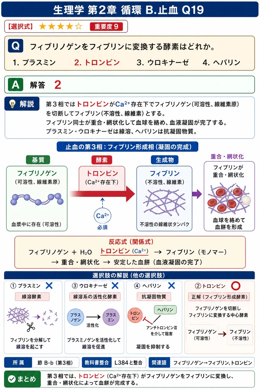 フィブリノゲンをフィブリンに変換する酵素はどれか。 解説図