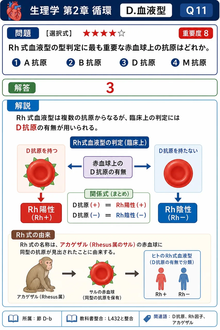 Rh式血液型の型判定に最も重要な赤血球上の抗原はどれか。 解説図