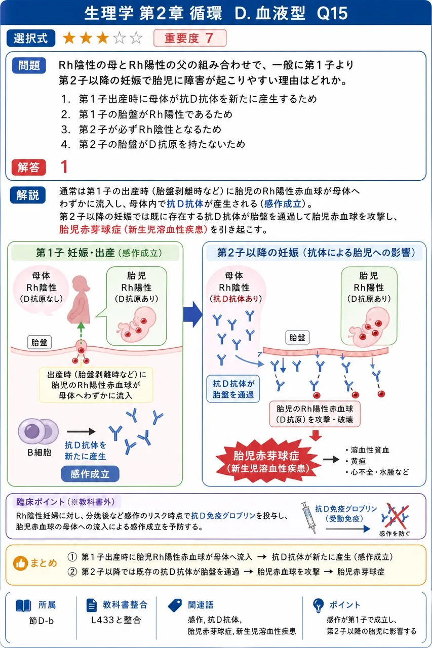 Rh陰性の母とRh陽性の父の組み合わせで、一般に第1子より第2子以降の妊娠で胎児に障害が起こりやすい理由はどれか。 解説図
