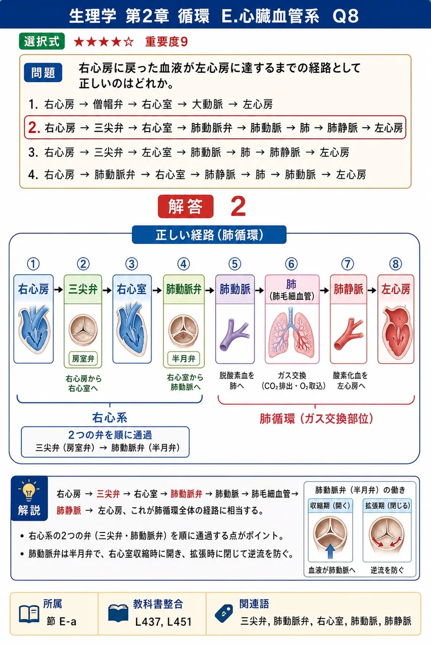 右心房に戻った血液が左心房に達するまでの経路として正しいのはどれか。 解説図