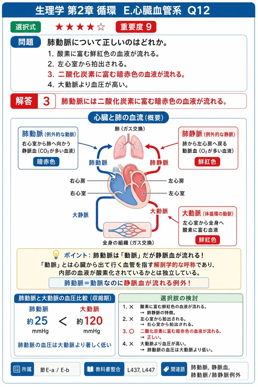 肺動脈について正しいのはどれか。 解説図