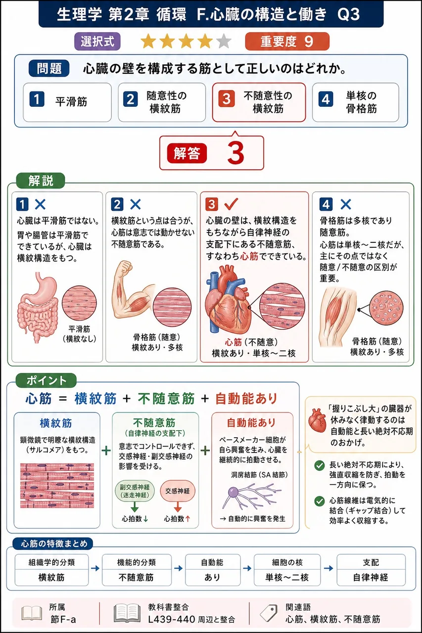 心臓の壁を構成する筋として正しいのはどれか。 解説図