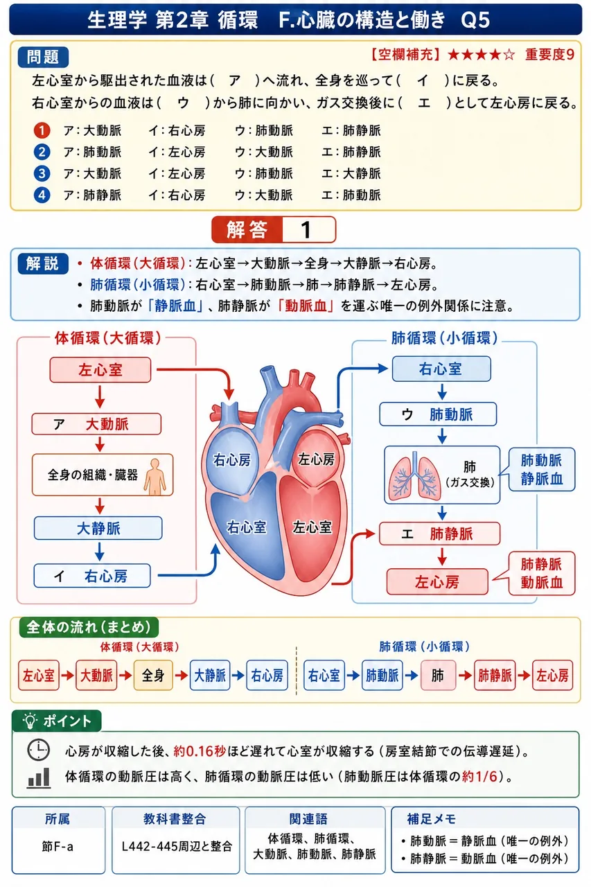 左心室から駆出された血液は( ア )へ流れ、全身を巡って( イ )に戻る。右心室からの血液は( ウ )から肺に向かい、ガス交換後に( エ )として左心房に戻る。 解説図