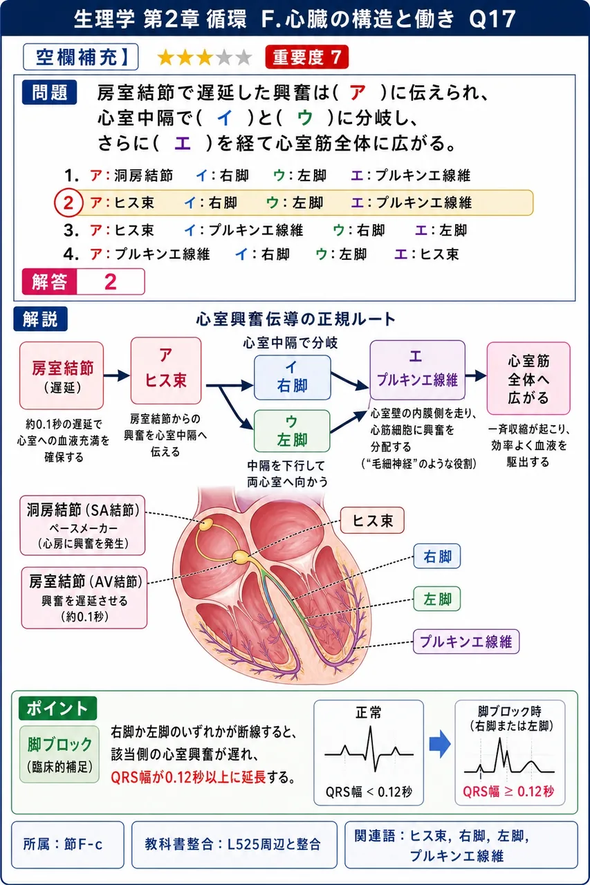 房室結節で遅延した興奮は( ア )に伝えられ、心室中隔で( イ )と( ウ )に分岐し、さらに( エ )を経て心室筋全体に広がる。 解説図