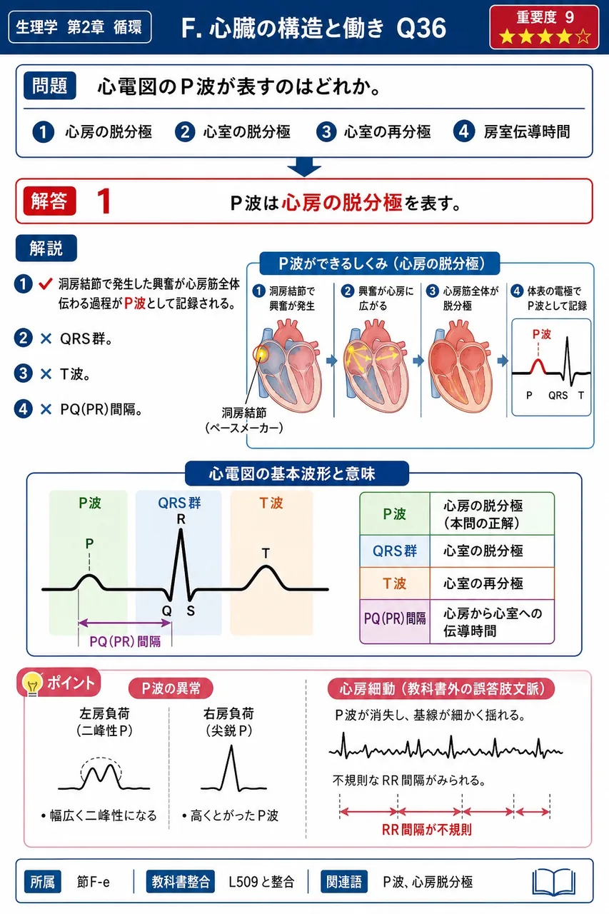 心電図のP波が表すのはどれか。 解説図