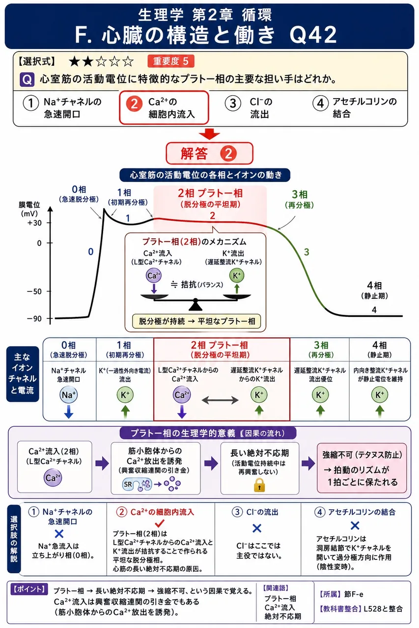 心室筋の活動電位に特徴的なプラトー相の主要な担い手はどれか。 解説図