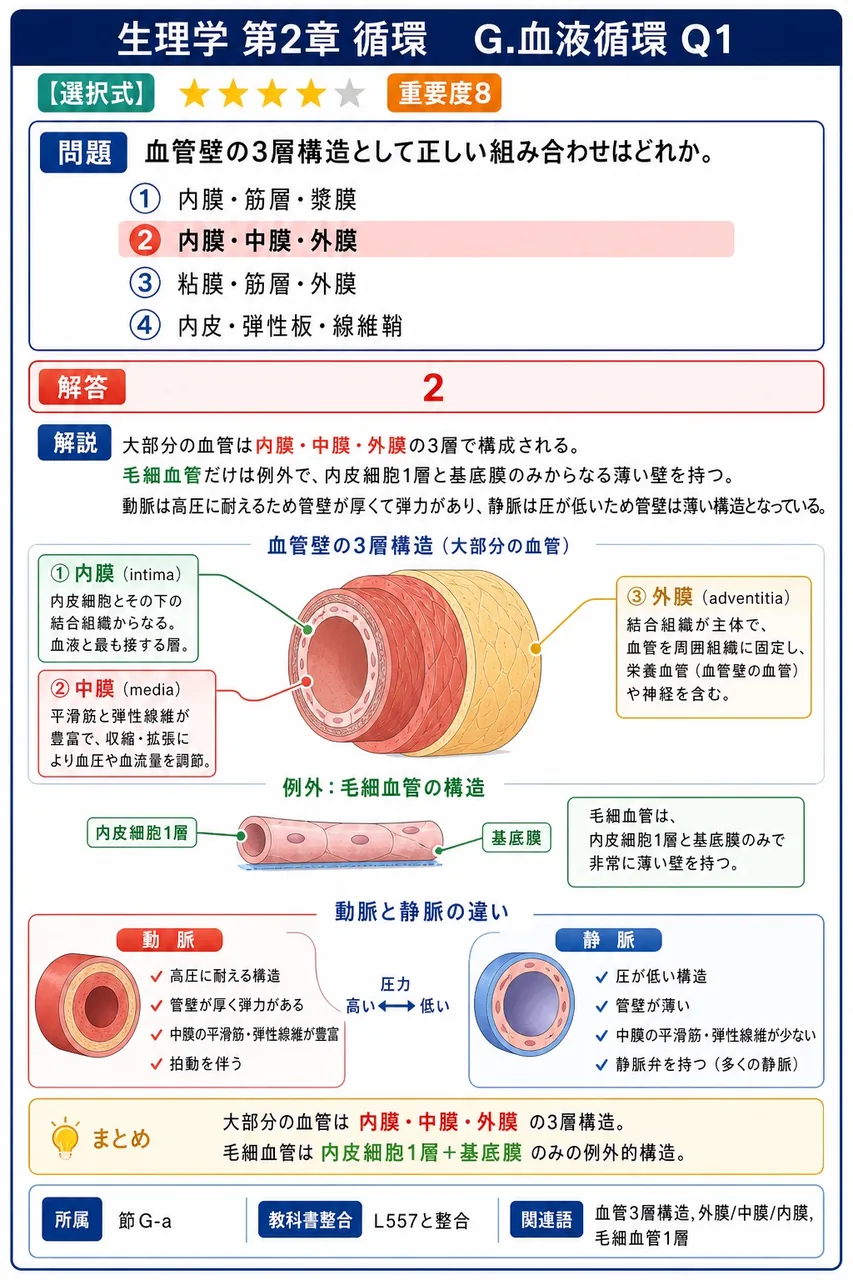 血管壁の3層構造として正しい組み合わせはどれか。 解説図