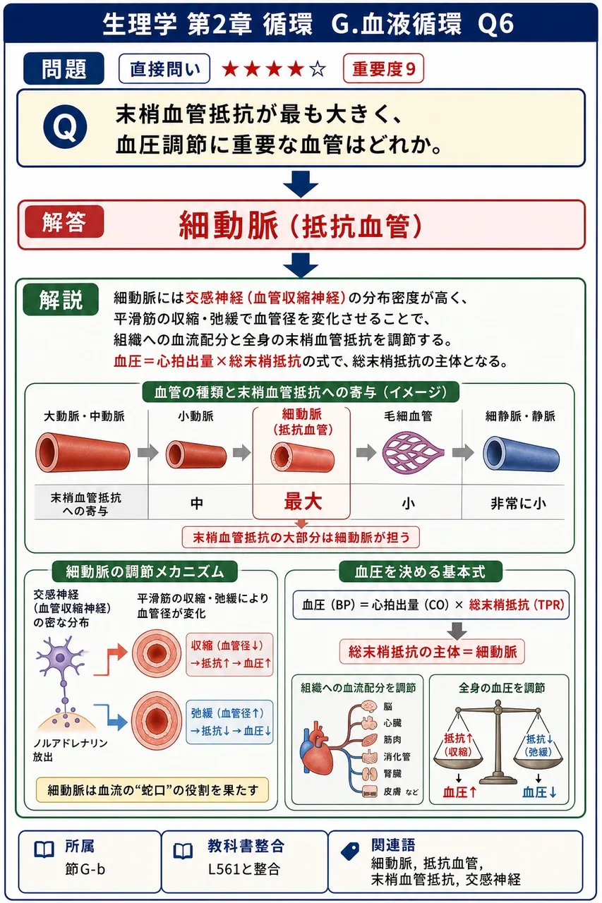 末梢血管抵抗が最も大きく、血圧調節に重要な血管はどれか。 解説図
